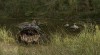 snakehead swamp film.jpg